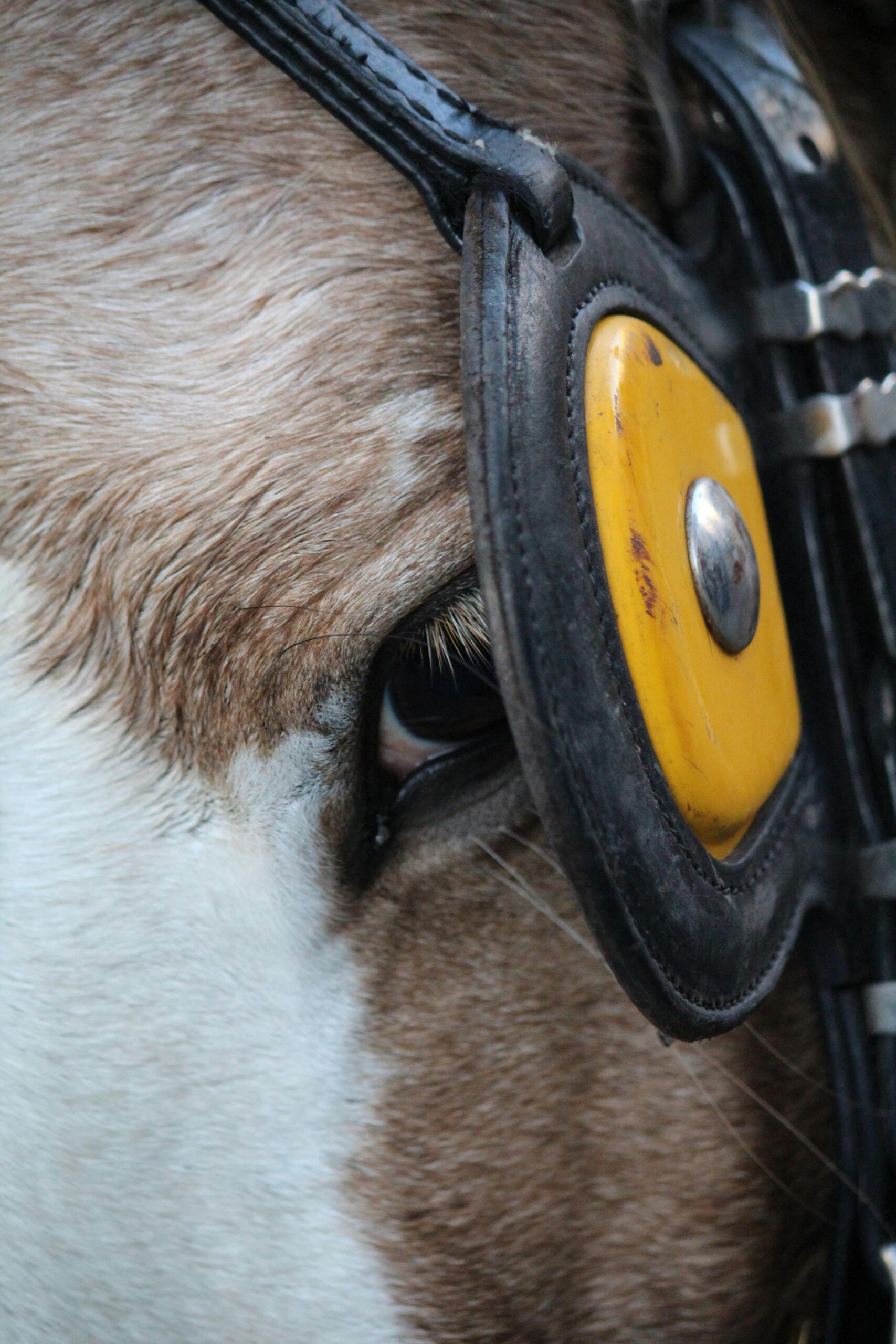 Blinders